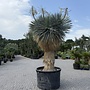 Yucca rostrata exclusief Multihead