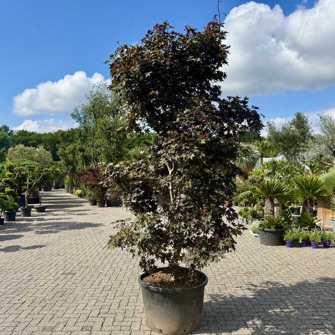 Acer palmatum Bloodgood