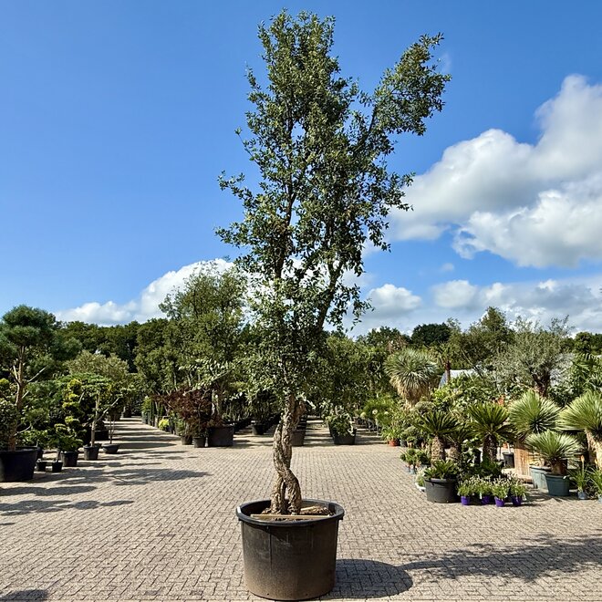 Kurkeik gedraaide stam 'Love tree' (149)