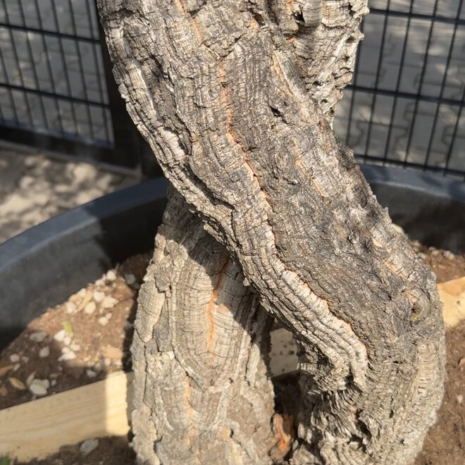 Kurkeik (Quercus suber) gedraaide stam 'Love tree'