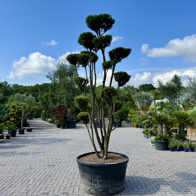 Taxus media Hillii pon pon