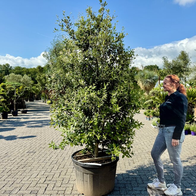 Steeneik (Quercus ilex) meerstam struikvorm