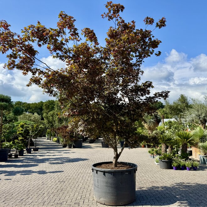 Acer palmatum Bloodgood