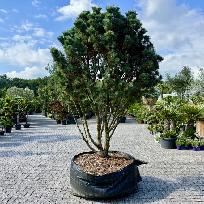 Pinus pumila 'Compacta' solitair