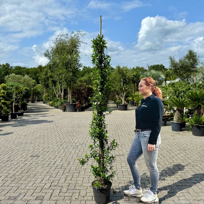 Toscaanse jasmijn (Trachelospermum jasminoides)
