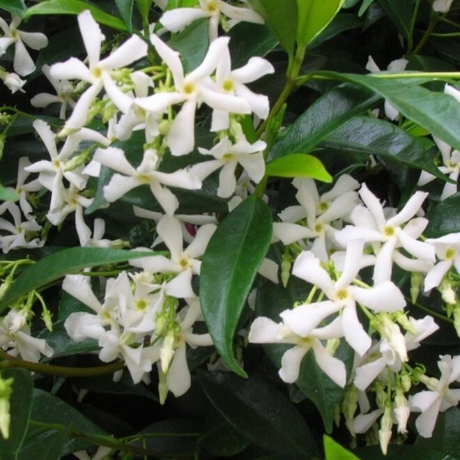 Toscaanse jasmijn (Trachelospermum jasminoides)