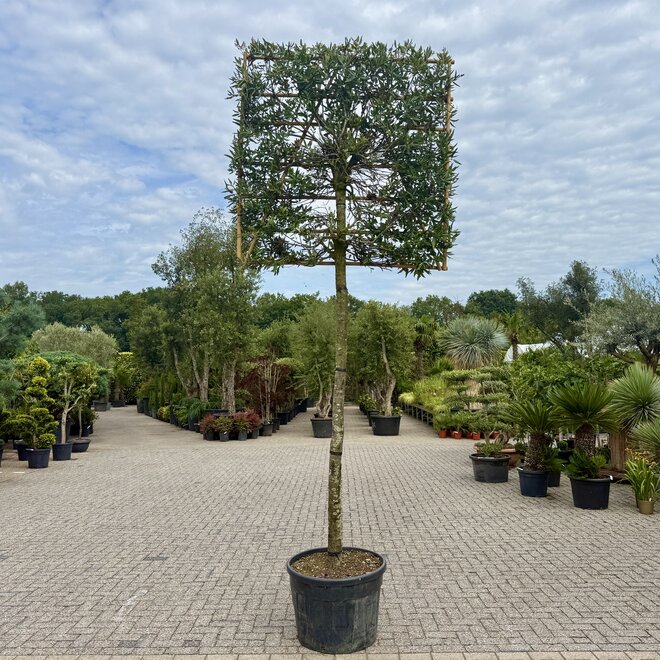 Steeneik wintergroene leiboom / scherm op stam