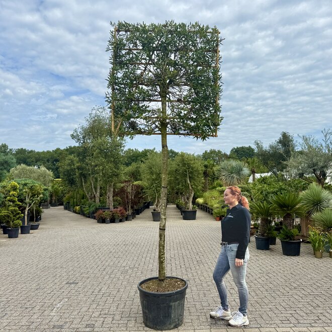 Steeneik wintergroene leiboom / scherm op stam