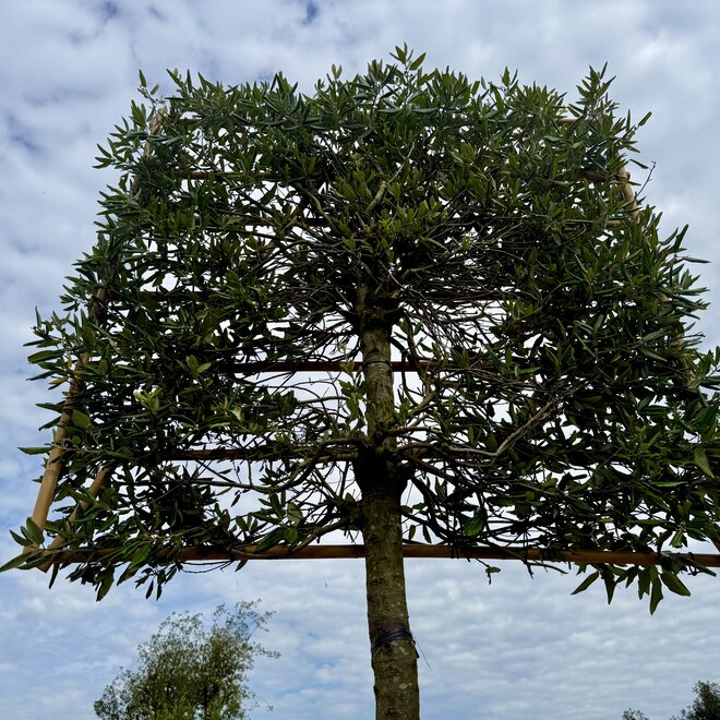 Steeneik wintergroene leiboom / scherm op stam