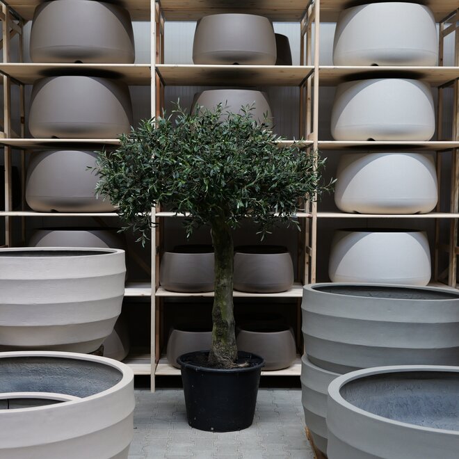 Olijfboom voor binnen 300