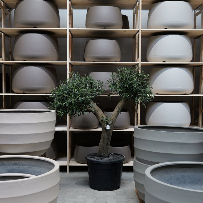 Olijfboom voor binnen 261