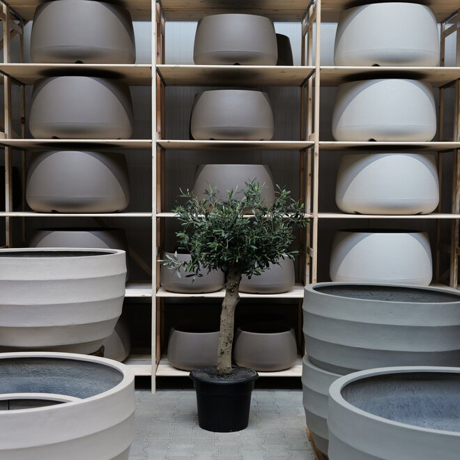 Olijfboom voor binnen 229