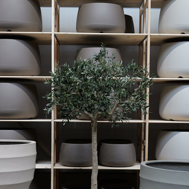 Olijfboom voor binnen 305