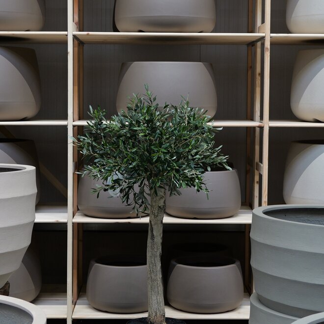 Olijfboom voor binnen 308