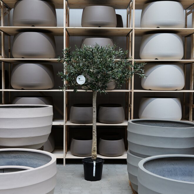 Olijfboom voor binnen 304