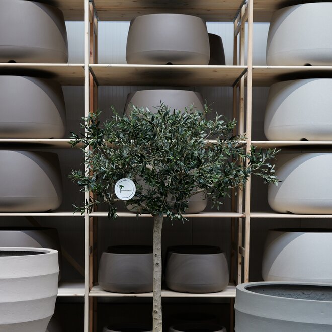 Olijfboom voor binnen 304