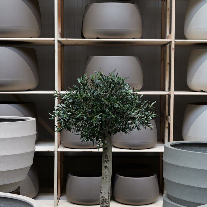 Olijfboom voor binnen 307