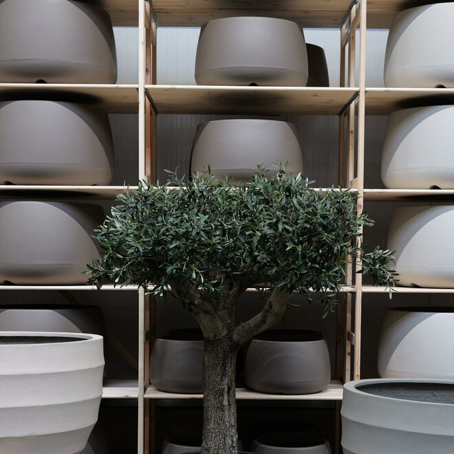 Olijfboom voor binnen 263