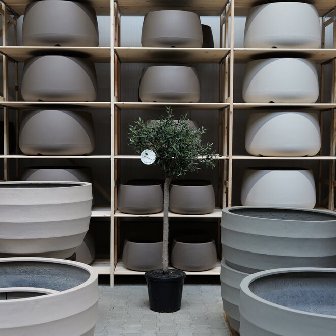 Olijfboom voor binnen 268