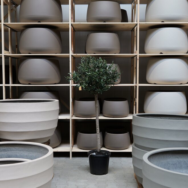 Olijfboom voor binnen 269