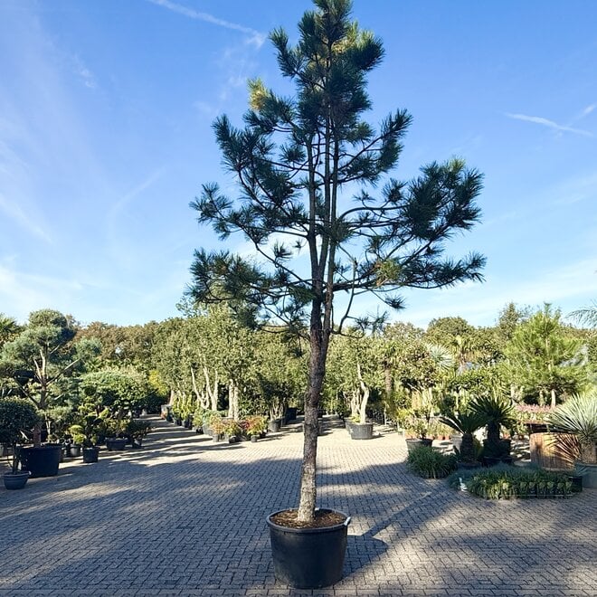 Pinus nigra 'Austriaca'