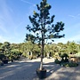 Pinus nigra 'Austriaca'