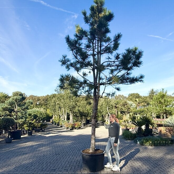 Pinus nigra 'Austriaca'