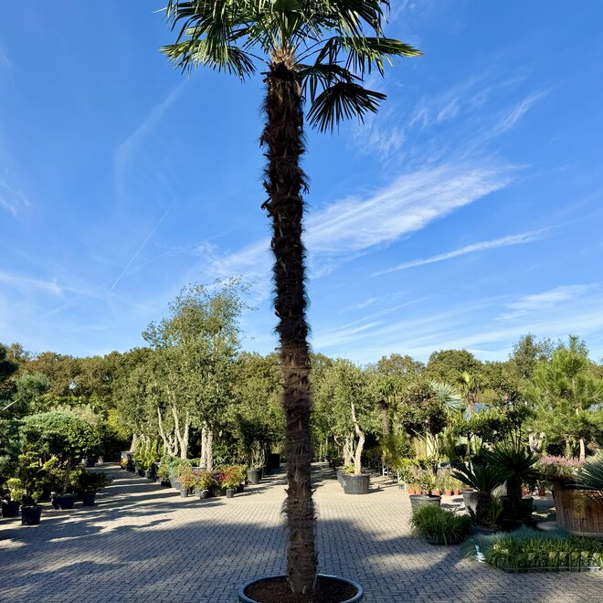 Trachycarpus fortunei 400/500 cm stamhoogte
