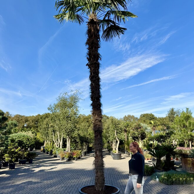 Trachycarpus fortunei (Chinese henneppalm) 400/500 cm stamhoogte
