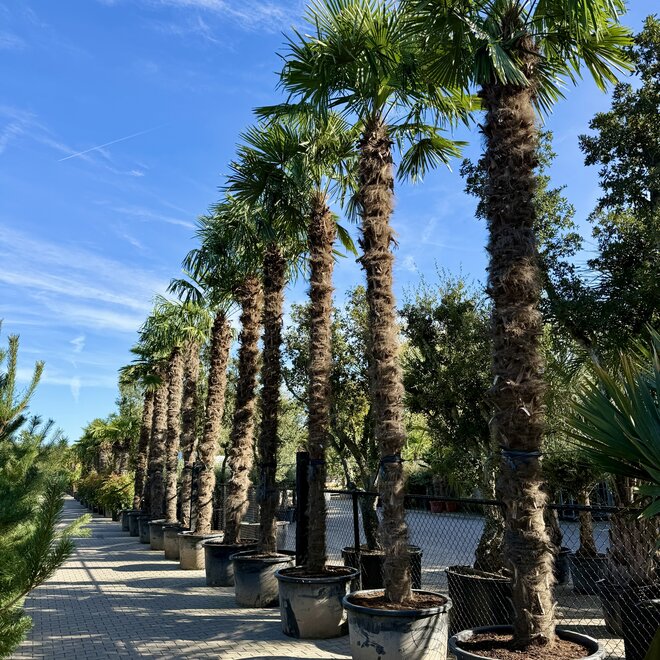 Trachycarpus fortunei (Chinese henneppalm) 400/500 cm stamhoogte