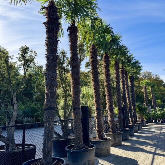 Trachycarpus fortunei (Chinese henneppalm) 400/500 cm stamhoogte