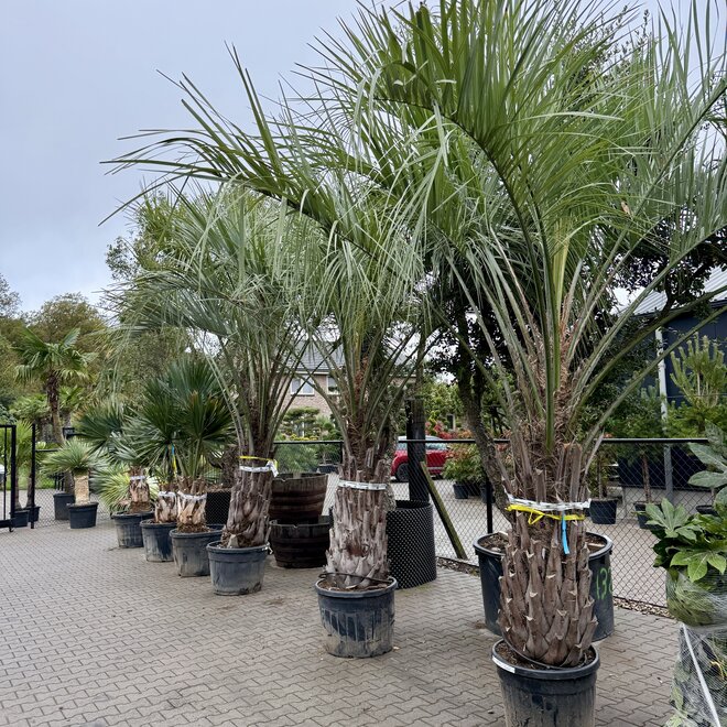 Butia capitata (Geleipalm)