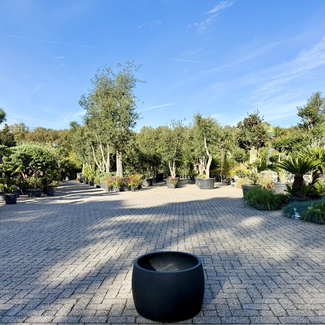 Plantenbak Modern Bowl Palma 60 cm