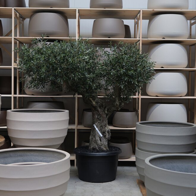 Olijfboom voor binnen 318