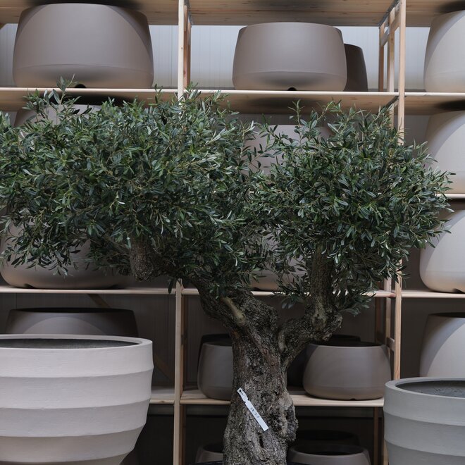 Olijfboom voor binnen 318