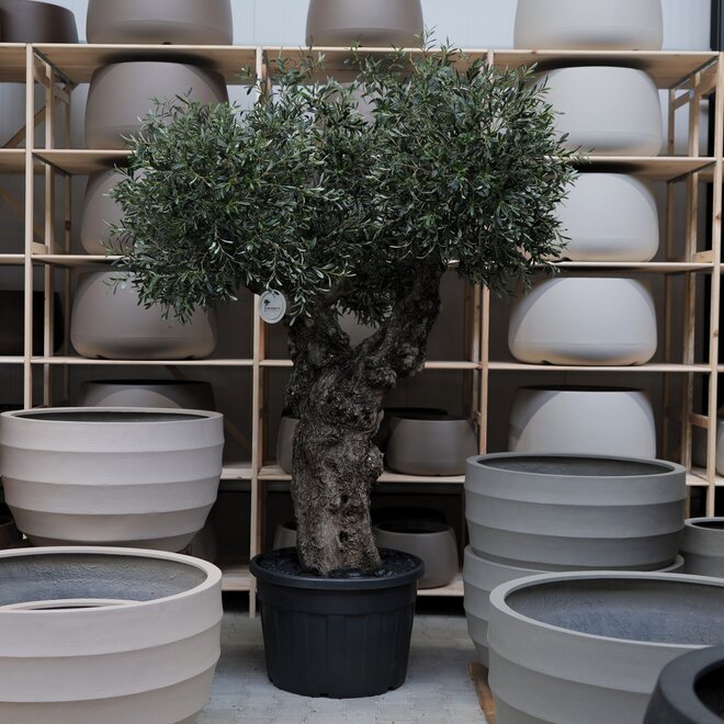 Olijfboom voor binnen 314