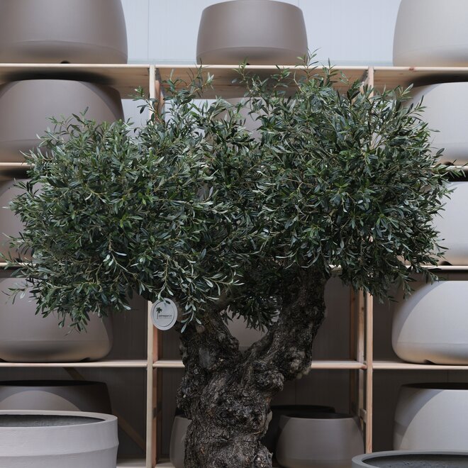 Olijfboom voor binnen 314