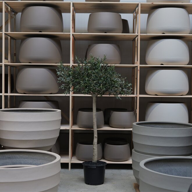 Olijfboom voor binnen 316