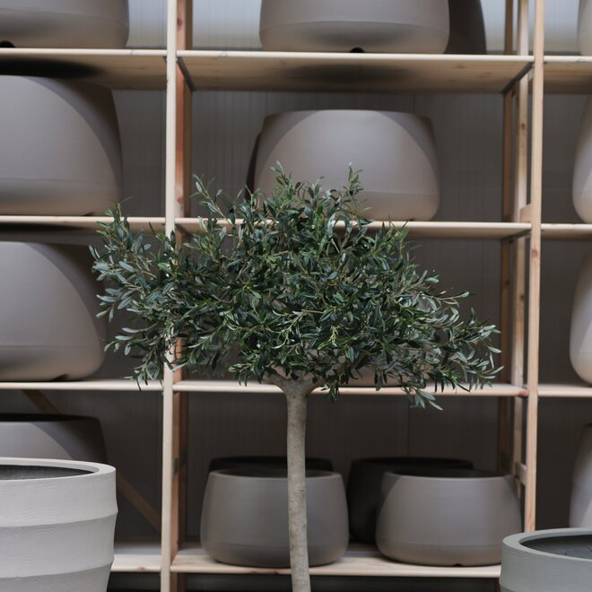 Olijfboom voor binnen 316