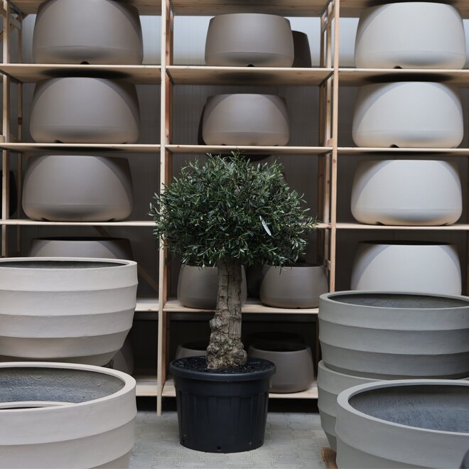 Olijfboom voor binnen 315