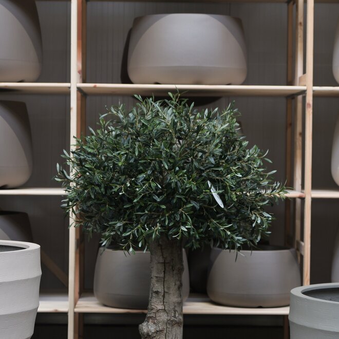 Olijfboom voor binnen 315