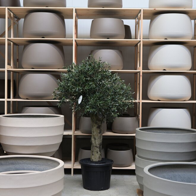 Olijfboom voor binnen 313