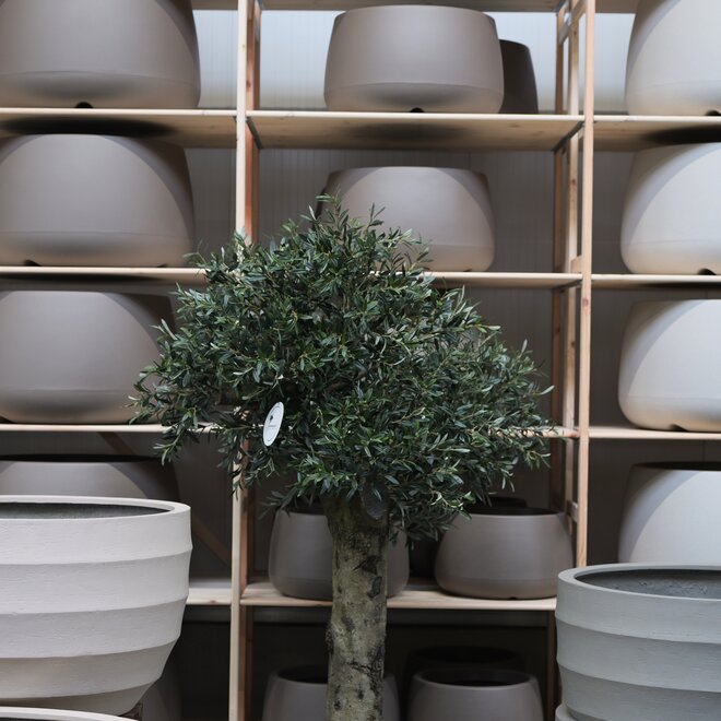 Olijfboom voor binnen 313