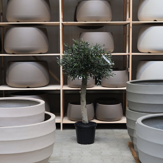 Olijfboom voor binnen 321