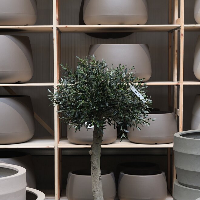 Olijfboom voor binnen 321