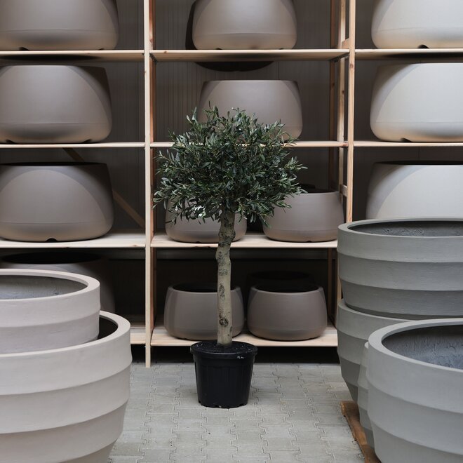 Olijfboom voor binnen 322