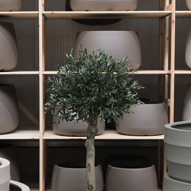 Olijfboom voor binnen 322