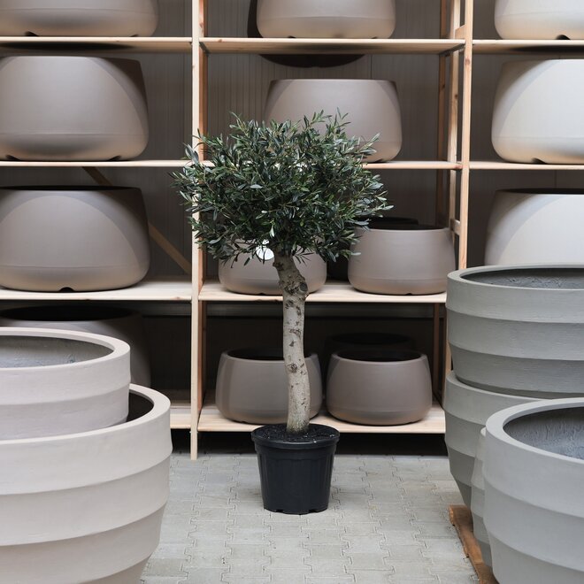 Olijfboom voor binnen 323