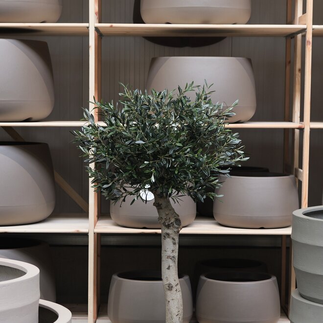 Olijfboom voor binnen 323