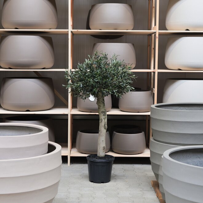 Olijfboom voor binnen 324